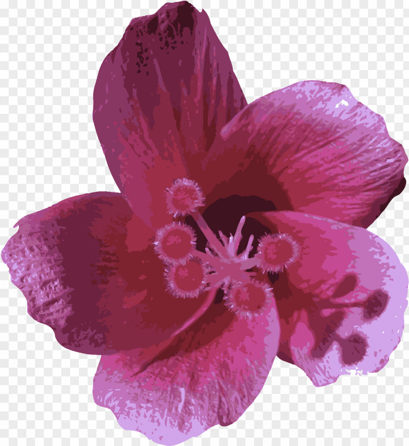 Hibiscus Moth Orchid Petal Flower Pink Violet Purple PNG