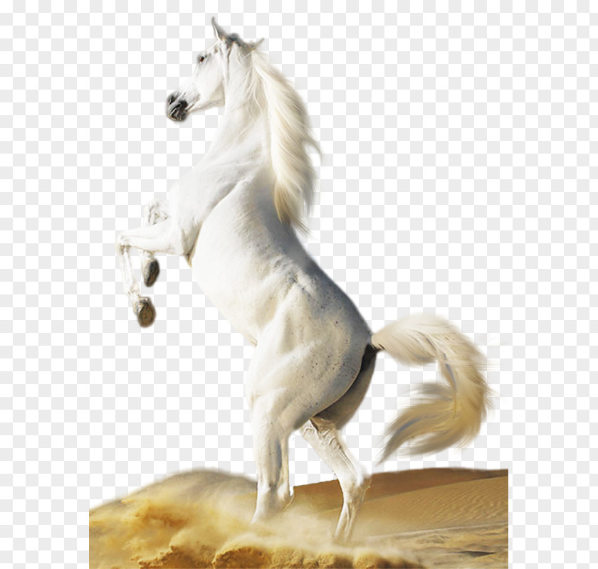 Horse White Foal Stallion Mare PNG
