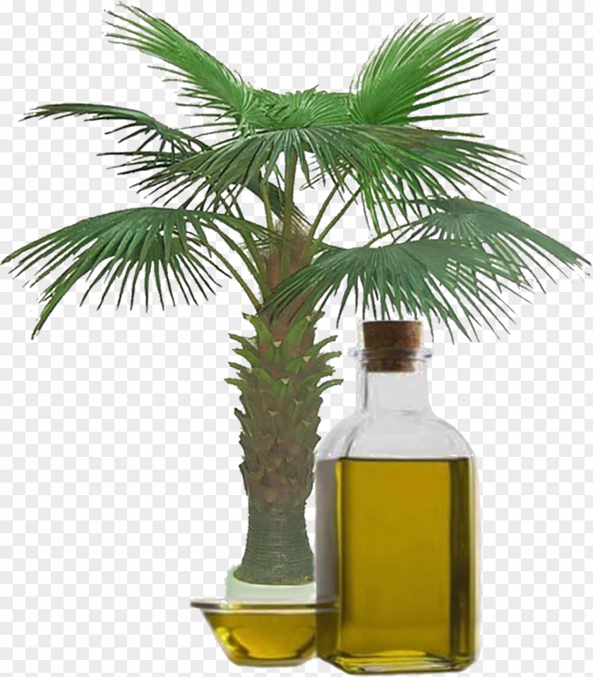 Olive Oil Palm Vegetable Kernel Artikel PNG