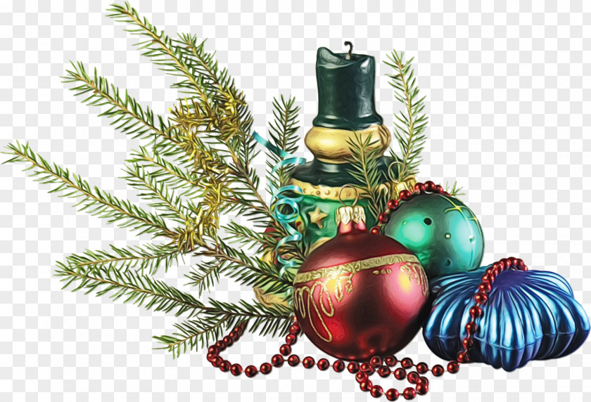 Plant Pine Family Christmas Ornament PNG