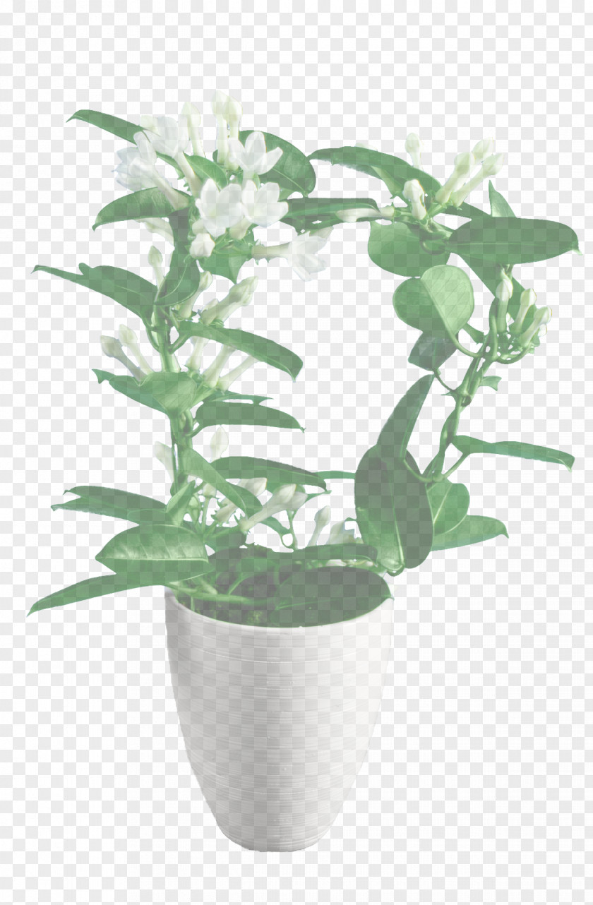 Plant Stem Mock Orange Flower Flowering Flowerpot Houseplant PNG