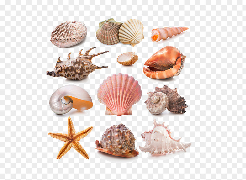 Summer,conch,cool Seashell Stock Photography Conch PNG