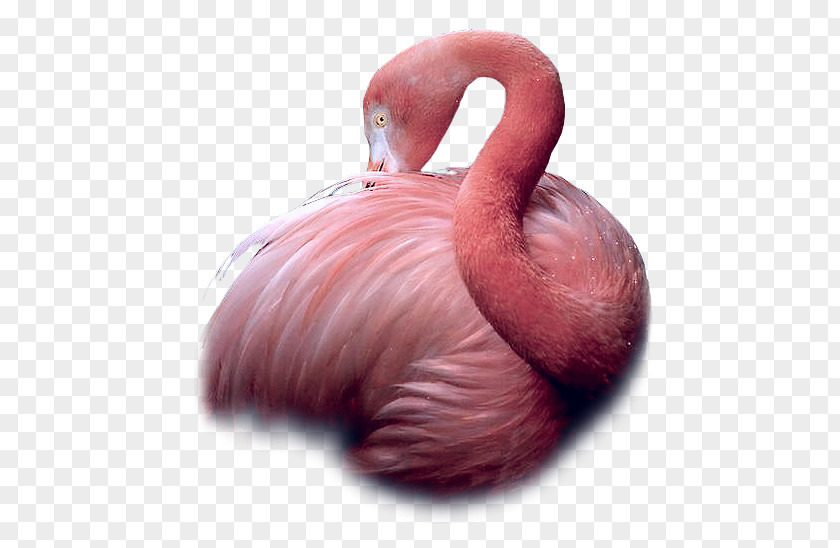 Bird Greater Flamingo Flamingos Beak PNG