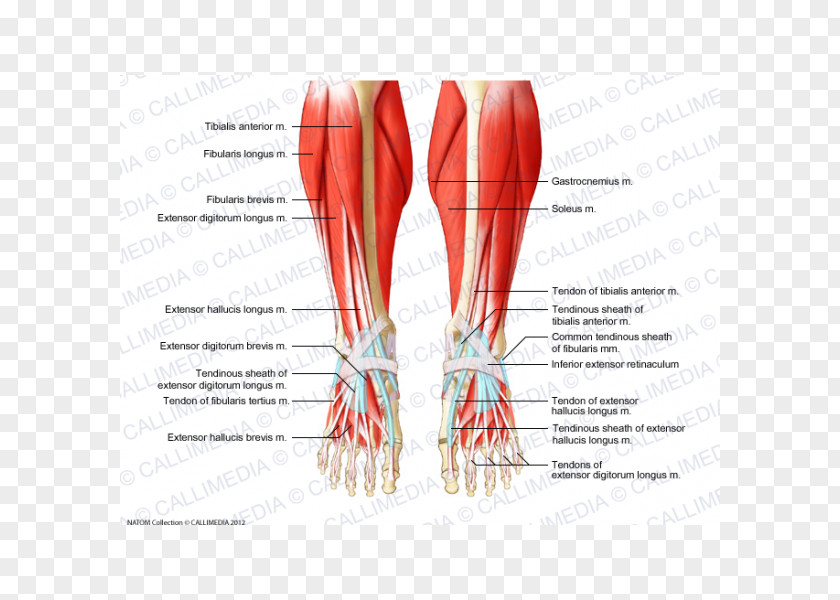 Crus Muscle Muscular System Foot Human Body PNG