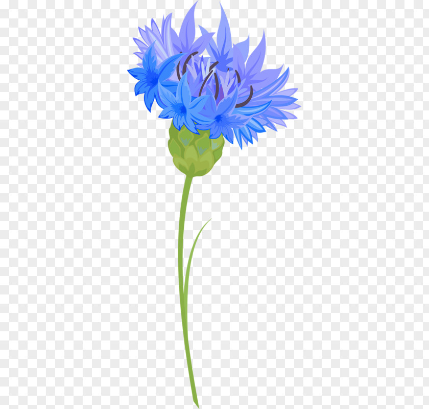 Flower Blue Cornflower PNG