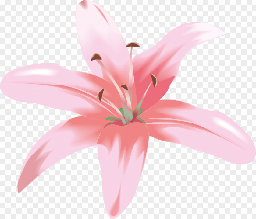 Flower Vector Graphics Easter Lily Madonna Clip Art PNG