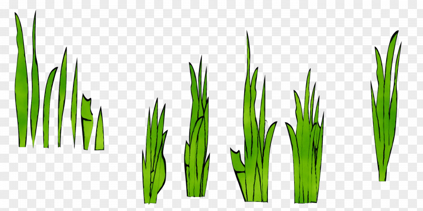 Wheatgrass Green Commodity Plant Stem Plants PNG