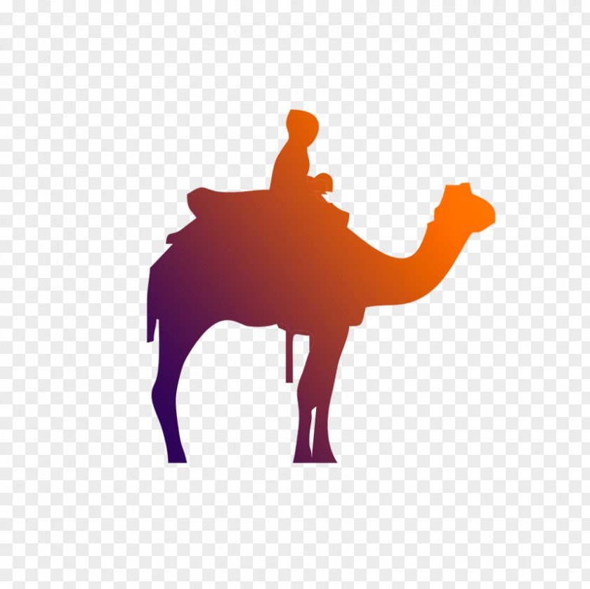 Camel Camelid Arabian Silhouette Livestock PNG