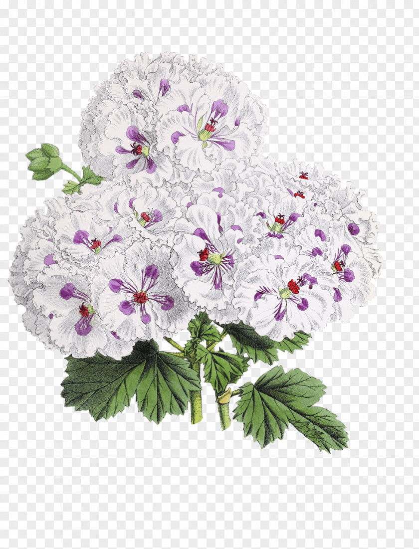 Flowers Bloom Flower Clip Art PNG