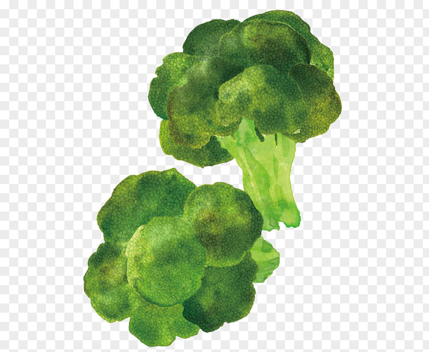 Cartoon Broccoli Illustrator Food Illustration PNG