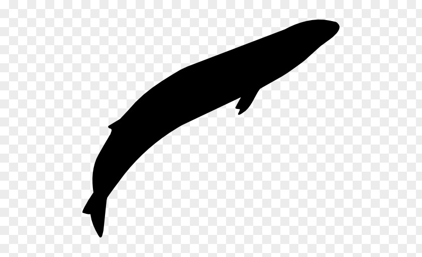 Cetacea Gray Whale PNG