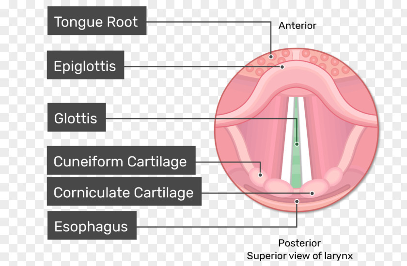 Glottis Larynx Vocal Folds Vestibular Fold Anatomy PNG