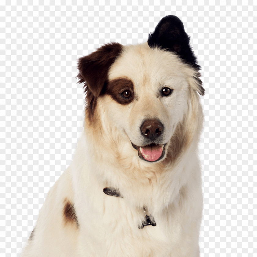 Puppy Dog Breed El Lenguaje De Los Perros/ The Language Of Dogs With A Blog Bloodhound Border Collie PNG