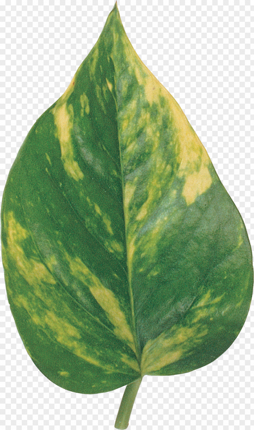 BAY LEAVES Plant Pathology Leaf PNG
