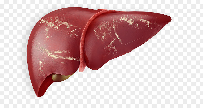 Liver Human Anatomy Body Stock Photography PNG