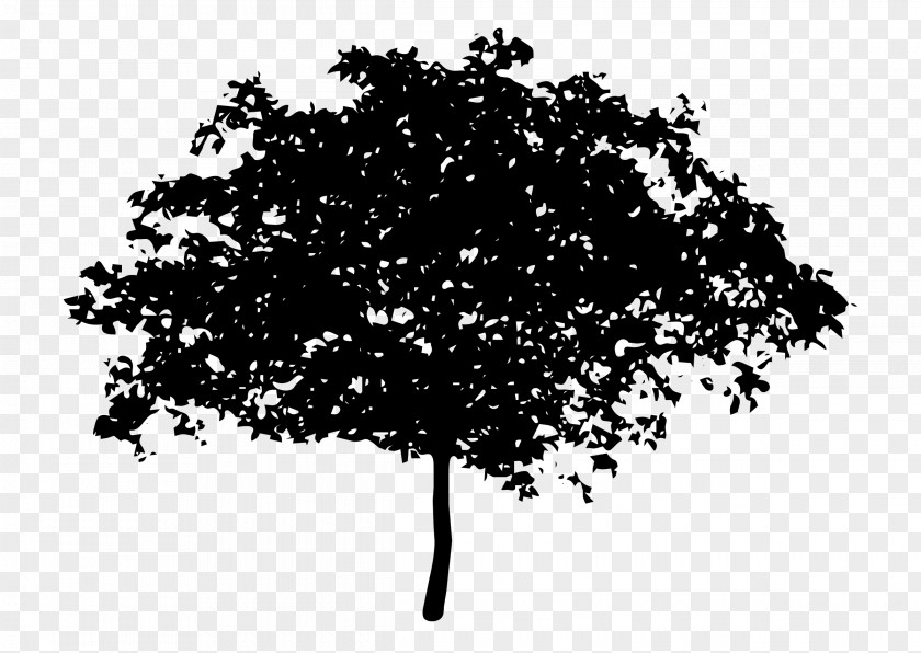 Root Tree Oak Silhouette Clip Art PNG
