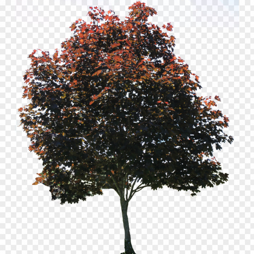 Tree American Sycamore Architectural Rendering PNG