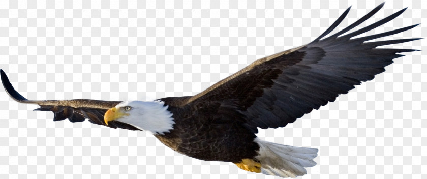 Bald Eagle File Bird Clip Art PNG