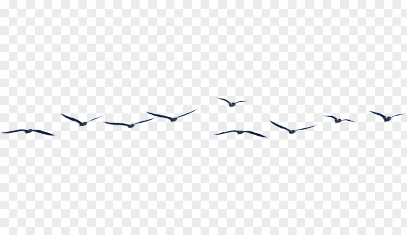 Bird Flock Migration Crane Beak PNG