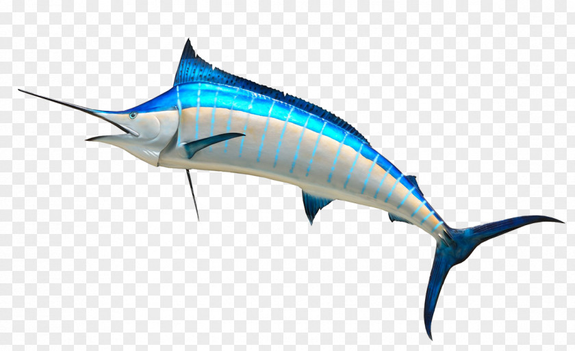Marlin Cliparts Outline Atlantic Blue Royalty-free Clip Art PNG