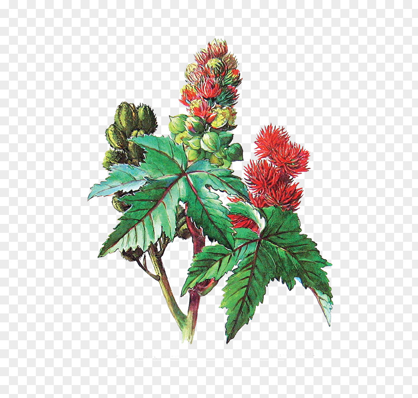 Oil Ricinus Castor Medicinal Plants PNG