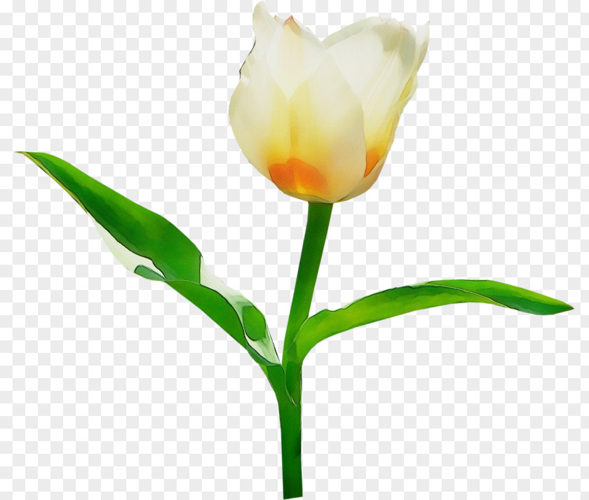 Plant Stem Pedicel Flower Flowering Tulip Petal PNG