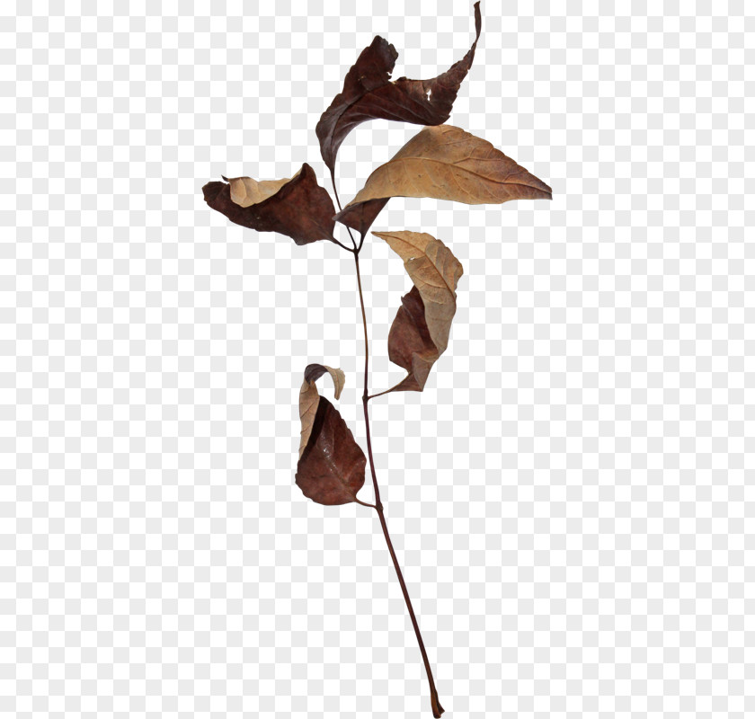 Red Bud Anthurium Autumn Leaves Watercolor PNG