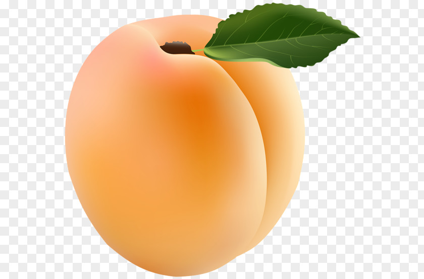 Apricot Clip Art PNG