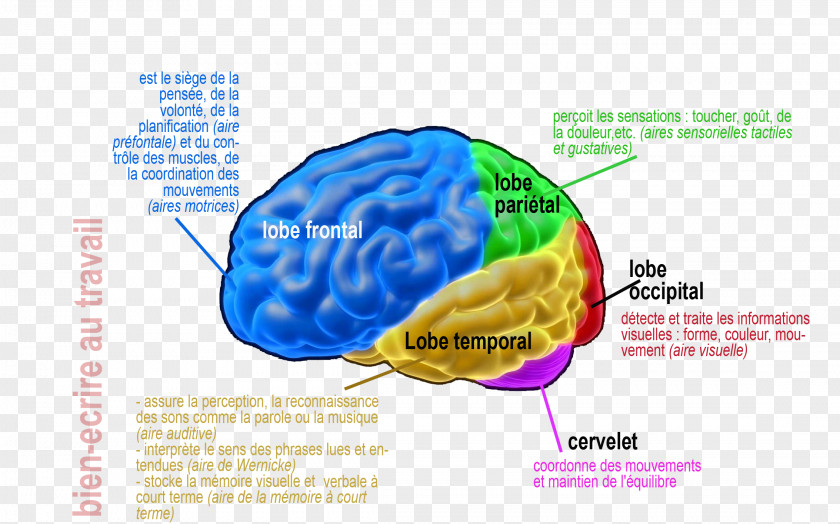 Cerveau Cortical Area Human Brain Ten Percent Of The Myth Aire Cérébrale De La Lecture PNG