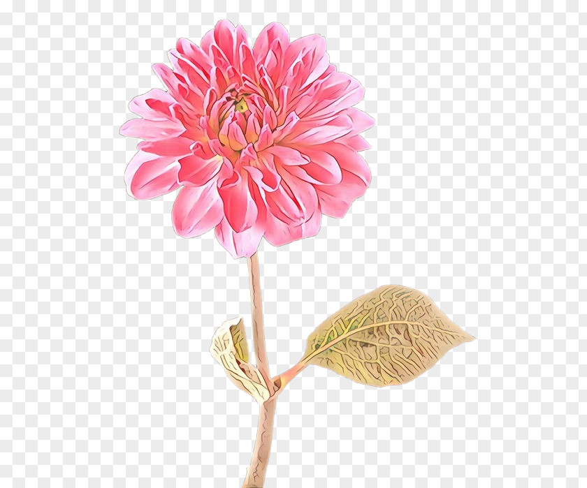 Flower Pink Cut Flowers Plant Petal PNG