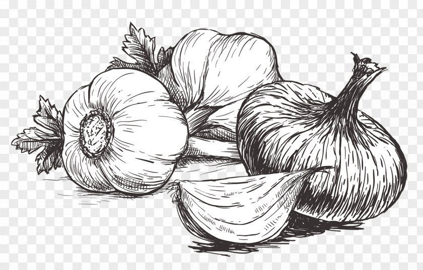 Garlic Illustration Vector Graphics Drawing IStock PNG