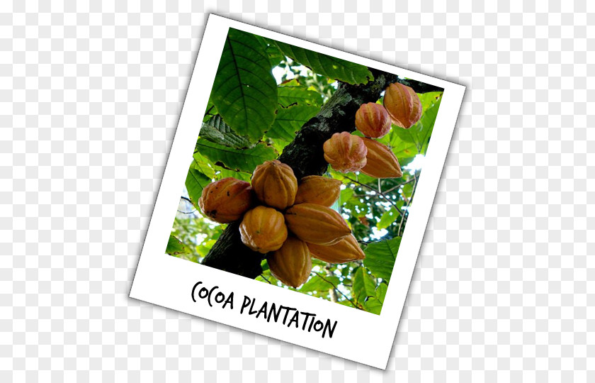 Ghana Cocoa Picture Frames Cacao Tree Fruit Plants PNG