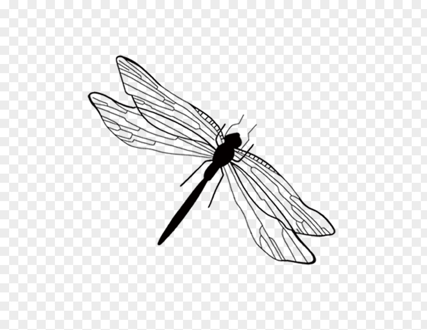 White Dragonfly Diagram Insect Ink Wash Painting Black And PNG