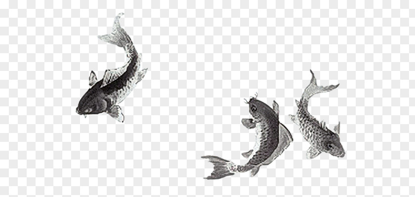 Ink Common Carp Goldfish Clip Art PNG