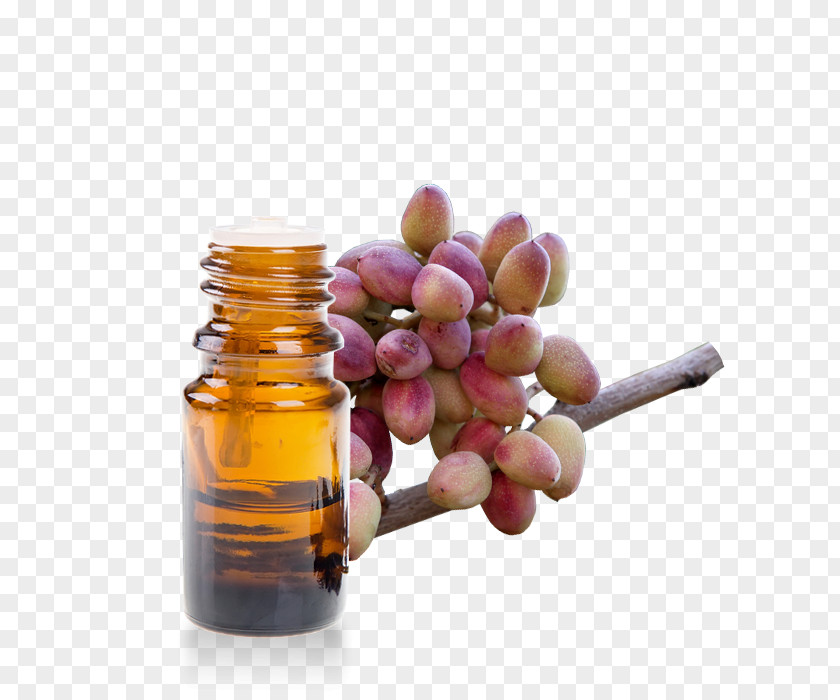 Pistacia Lentiscus Mastic Tree Coustellet Glass Bottle Essential Oil PNG