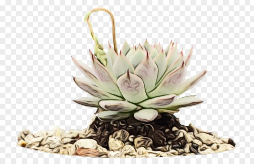 Succulent Plant Grass Echeveria Flower Aquarium Decor Flowerpot PNG