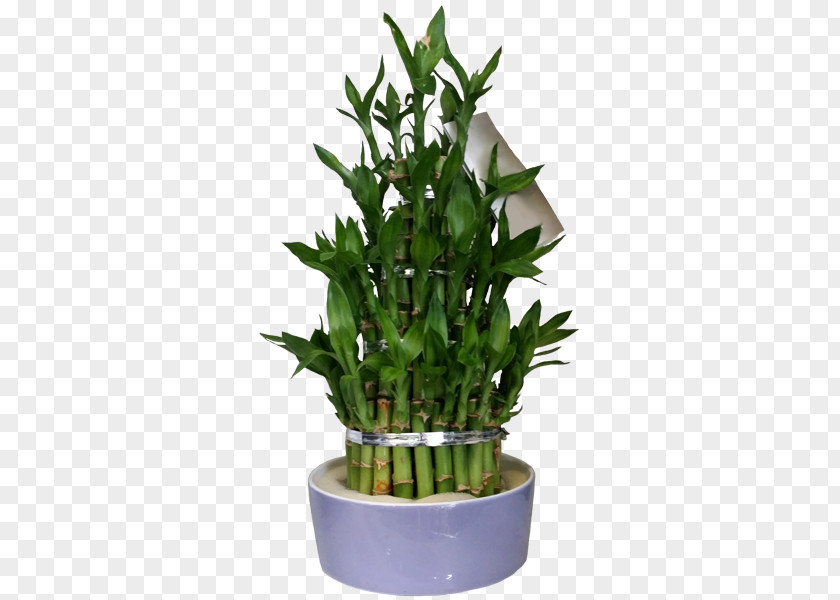 Lucky Bamboo Flowerpot Houseplant Herb PNG
