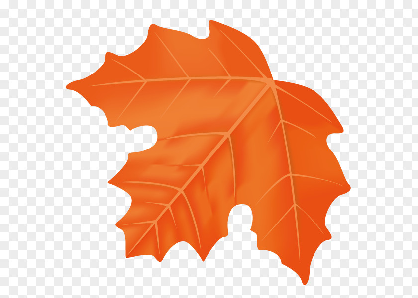 Maple Leaf Illustration Design PNG