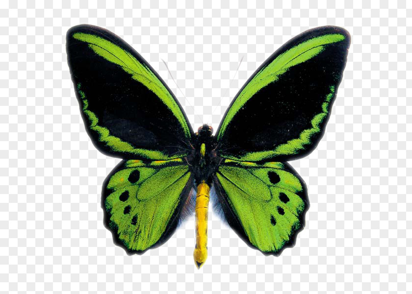 Paddy Australian Butterfly Sanctuary Insect Ornithoptera Euphorion Priamus PNG