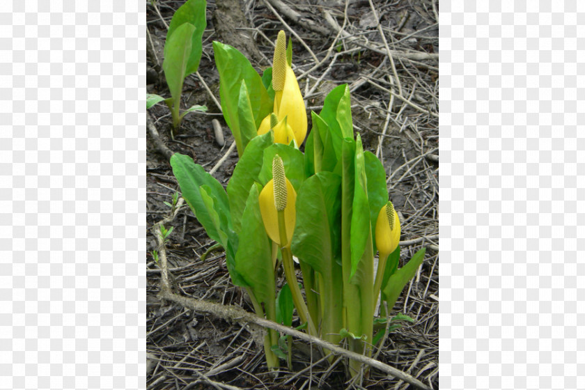 Plant Western Skunk Cabbage Eastern Lysichiton Camtschatcensis Perennial PNG