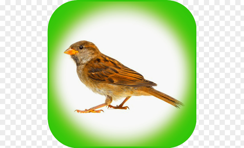 Sparrow House Bird Control Spike Stock Photography PNG