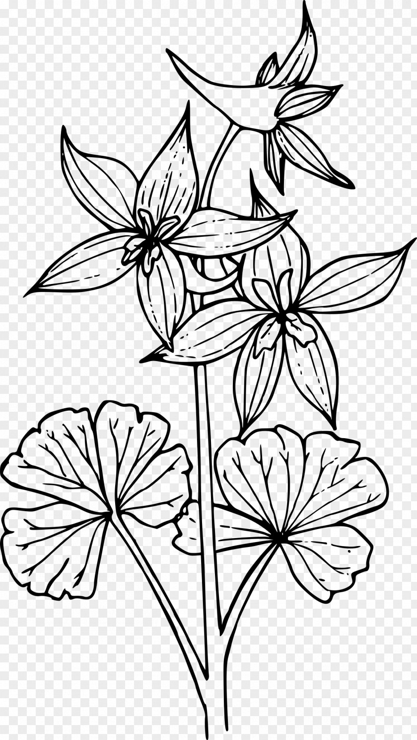 Style Herbaceous Plant Black And White Flower PNG