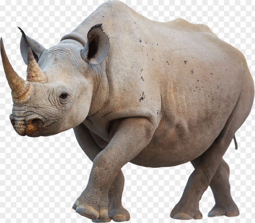 The Advancing Rhino Javan Rhinoceros Western Black White Poaching PNG