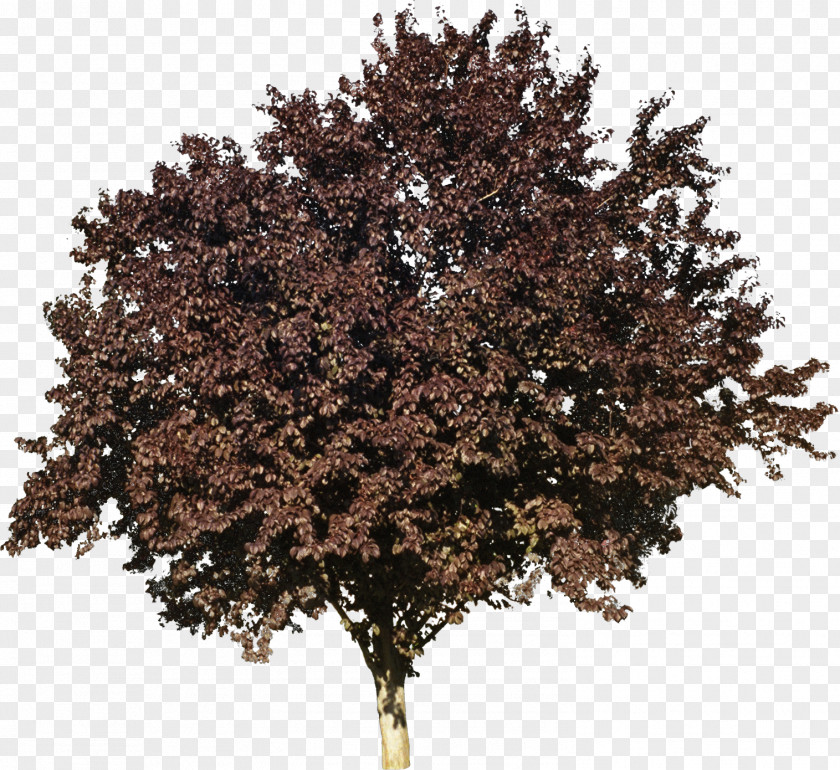Bushes Tree Woody Plant Deciduous Flowering Dogwood PNG