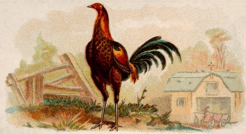 Cock Sussex Chicken Rooster Poultry PNG