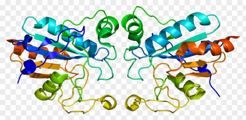 Glutathione Peroxidase GPX1 Selenoprotein PNG