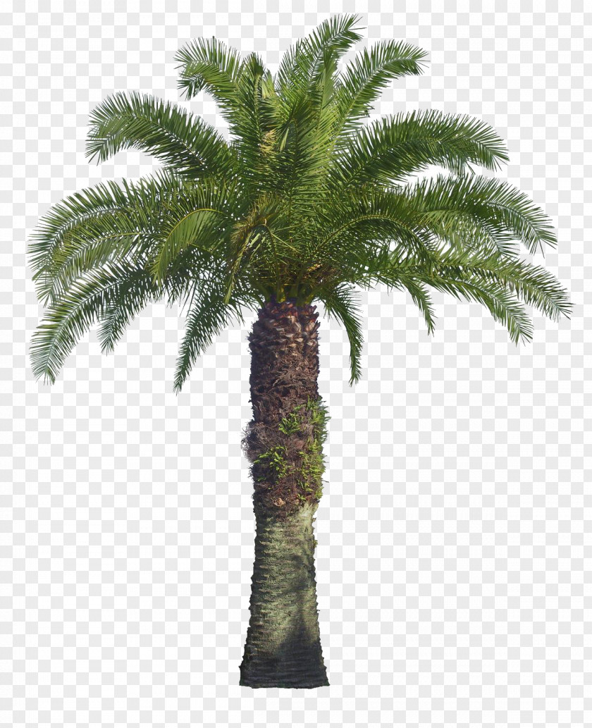 Palm Tree Illustrator Arecaceae PNG