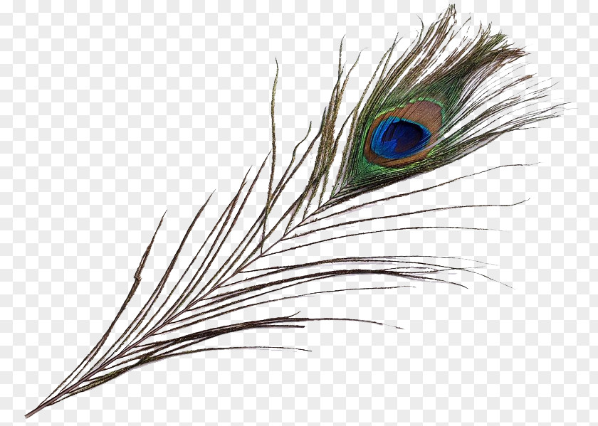 Feather Pavo Asiatic Peafowl Bird Beak PNG