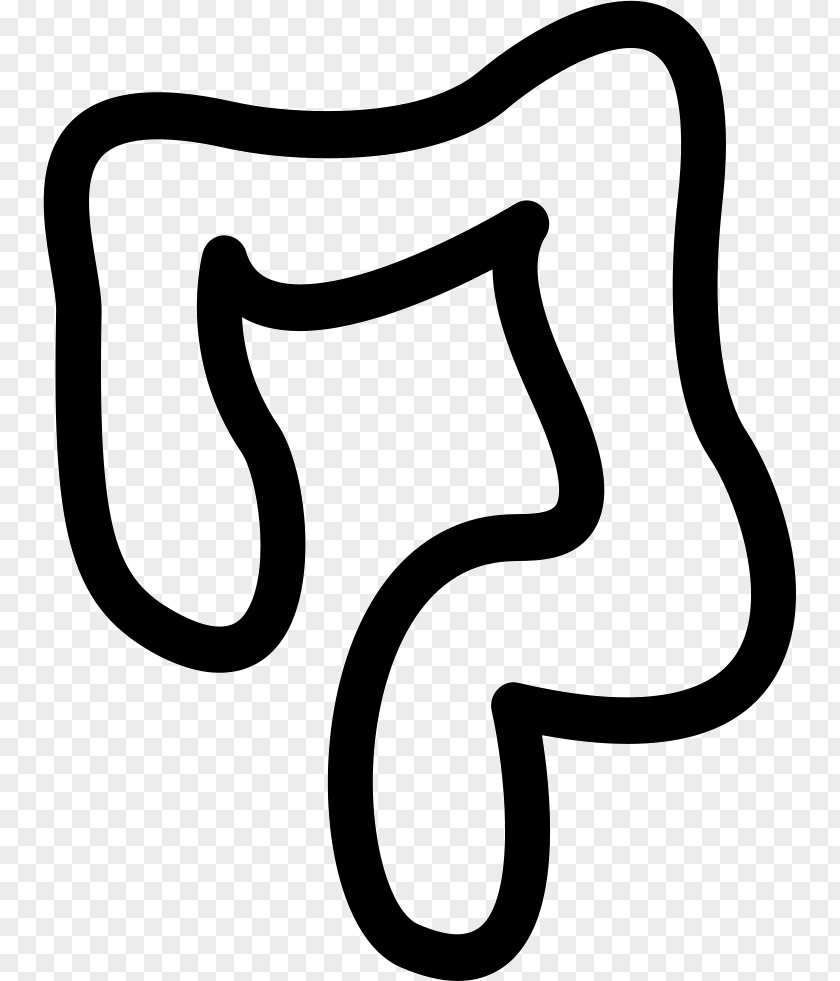 Large Intestine Small Human Body Apparato Digerente PNG