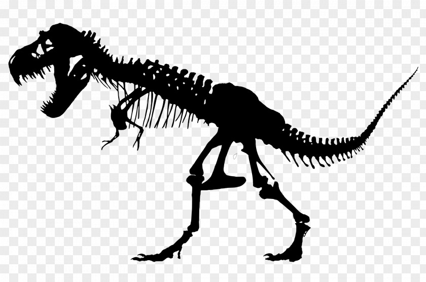 Skeleton Tyrannosaurus Triceratops Sue Dinosaur PNG